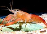 Aquarium Macrobrachium shrimp dearg Photo, Cur síos agus cúram, ag fás agus saintréithe