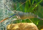 Aquarium Macrobrachium shrimp gorm Photo, Cur síos agus cúram, ag fás agus saintréithe