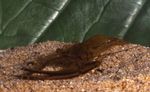 Acuario Macrobrachium camarón marrón Foto, descripción y cuidado, cultivación y características