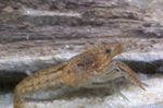 Photo Aquarium Freshwater Crustaceans Marble Crayfish   characteristics