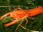 Aquarium Freshwater Crustaceans Mexican Dwarf Orange Crayfish  characteristics and Photo
