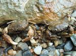 Photo Aquarium Freshwater Crustaceans Mud Crab   characteristics