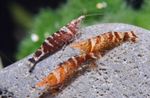 Aquarium Freshwater Crustaceans Ninja Shrimp  characteristics and Photo