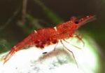 Aquarium Freshwater Crustaceans Orange Delight Shrimp  characteristics and Photo