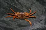 Photo Aquarium Freshwater Crustaceans Panther Crab   characteristics