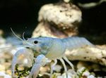 Photo Aquarium Freshwater Crustaceans Procambarus Cubensis crayfish  characteristics