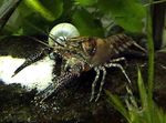 Photo Aquarium Freshwater Crustaceans Procambarus Spiculifer crayfish  characteristics