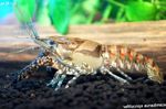 Akvarij Procambarus Spiculifer raki rjava fotografija, opis in nega, rast in značilnosti