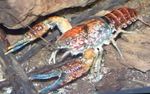 Aquário Procambarus Toltecae lagostim vermelho foto, descrição e cuidado, crescente e características