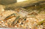Akvarium Ferskvann Krepsdyr Procambarus Vasquezae edelkreps kjennetegn og Bilde