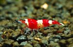 Aquarium Red Crystal Shrimp, Caridina sp. Crystal Red red Photo, description and care, growing and characteristics