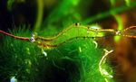 Aquarium Freshwater Crustaceans Red Nose Shrimp (Pinocchio Shrimp)  characteristics and Photo