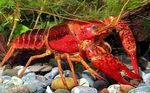 Aquarium Freshwater Crustaceans Red Swamp Crayfish  characteristics and Photo