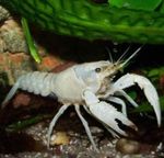 Aquário Lagostim Vermelho Do Pântano, Procambarus clarkii branco foto, descrição e cuidado, crescente e características