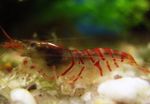 Akvárium édesvízi rákok Vörös Tigris Garnéla garnélarák jellemzők és fénykép