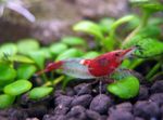Aquarium Freshwater Crustaceans Rili Shrimp  characteristics and Photo