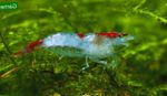 Акваријум Rili Shrimp шврћа, Neocaridina heteropoda sp. Rili плава фотографија, опис и брига, растуће и карактеристике