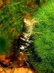 Photo Aquarium Freshwater Crustaceans Serrata Shrimp   characteristics