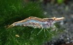 Aquarium Freshwater Crustaceans Sri Lanka Dwarf Shrimp  characteristics and Photo