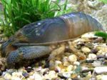Aquarium Viper Shrimp, Atya gabonensi blue Photo, description and care, growing and characteristics