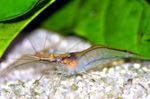 Aquarium Freshwater Crustaceans Yellow Nose Shrimp  characteristics and Photo