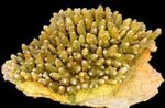 Akvárium Acropora sárga fénykép, leírás és gondoskodás, növekvő és jellemzők