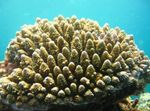 Aquarium Acropora brown Photo, description and care, growing and characteristics