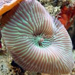 Aquarium Actinodiscus mushroom characteristics and Photo