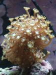 Akvarium Alveopora Korall  kjennetegn og Bilde