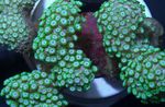 Akvárium Alveopora Korall  jellemzők és fénykép