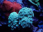 Akvárium Alveopora Koralov  vlastnosti a fotografie