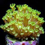 Acvariu Alveopora Coral galben fotografie, descriere și îngrijire, în creștere și caracteristici