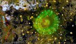fotoğraf mantar mantar Top Corallimorph (Turuncu Top Anemon) özellikleri
