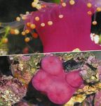 Акварыум Карыбскі Коралломорф дискоактинии, Pseudocorynactis caribbeorum ружовы фота, апісанне і сыход, вырошчванне і характарыстыка