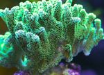 Acuario Birdsnest Coral, Seriatopora verde Foto, descripción y cuidado, cultivación y características