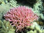 Akvarium Birdsnest Korall  kjennetegn og Bilde