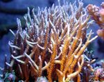 Fiskabúr Birdsnest Coral  einkenni og mynd