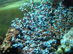 Аквариум Боровинки Морето Фен морски фенове, Acalycigorgia светло синьо снимка, описание и грижа, култивиране и характеристики
