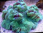 Brain Dome Coral
