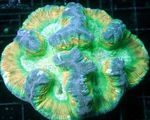 Aquarium Brain Dome Coral  characteristics and Photo