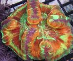 Akvarium Hjernen Dome Korall, Wellsophyllia motley Bilde, beskrivelse og omsorg, voksende og kjennetegn