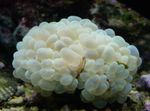 Aquarium Bubble Coral, Plerogyra white Photo, description and care, growing and characteristics