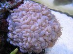 Aquarium Bubble Coral, Plerogyra pink Photo, description and care, growing and characteristics