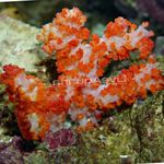 Aquarium Carnation Tree Coral  characteristics and Photo
