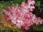 Akvarium Nejlika Träd Korall, Dendronephthya rosa Fil, beskrivning och vård, odling och egenskaper