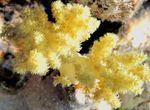 Акваријум Carnation Tree Coral, Dendronephthya жут фотографија, опис и брига, растуће и карактеристике