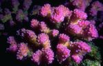 Akvarium Blomkål Korall  kjennetegn og Bilde