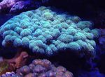 Akvárium Karfiol Koralov  vlastnosti a fotografie