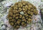Akvarium Blomkål Korall  kjennetegn og Bilde