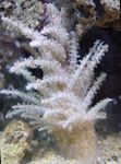 Acvariu Crăciun Coral Copac (Coral Medusa)  caracteristici și fotografie